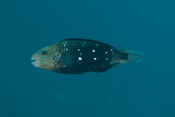 BD-150226-Sharm-6995-Chlorurus-sordidus-(Forsskål.-1775)-[Daisy-parrotfish].jpg